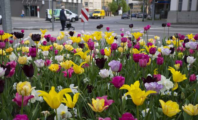 Bloembollen, bulbes