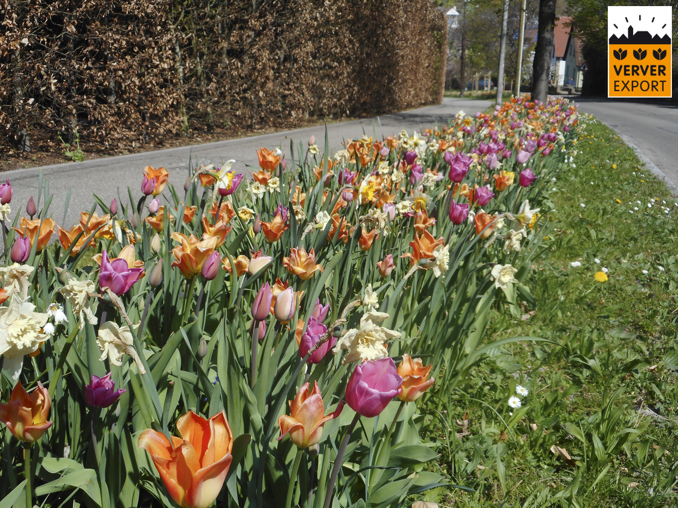 Verver Export machinaal planten