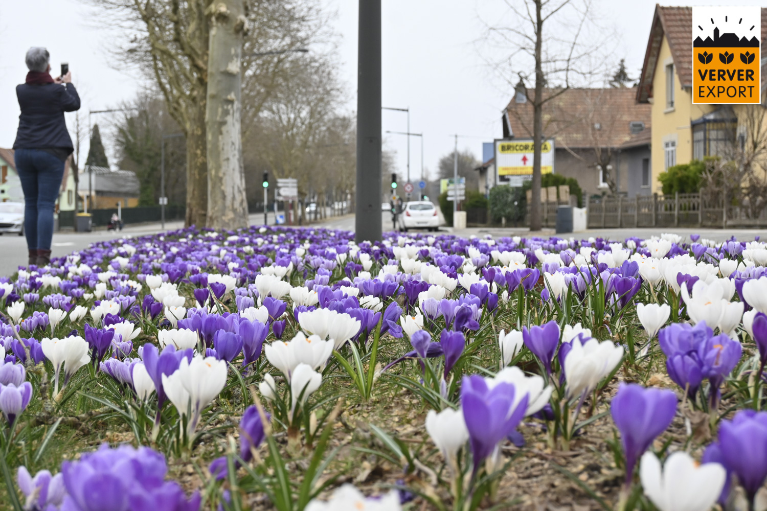 Verver Export machinaal planten