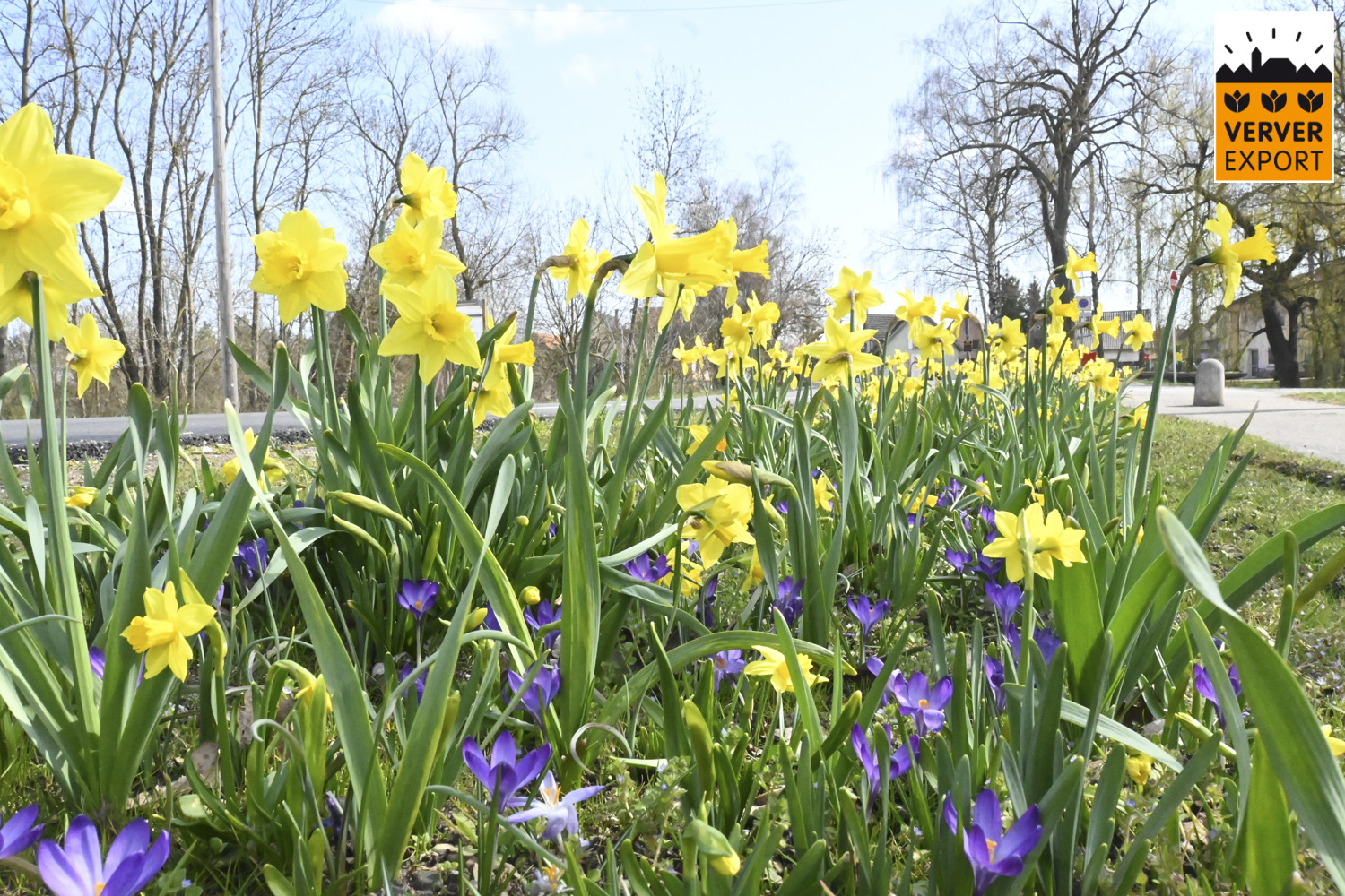 Verver Export machinaal planten