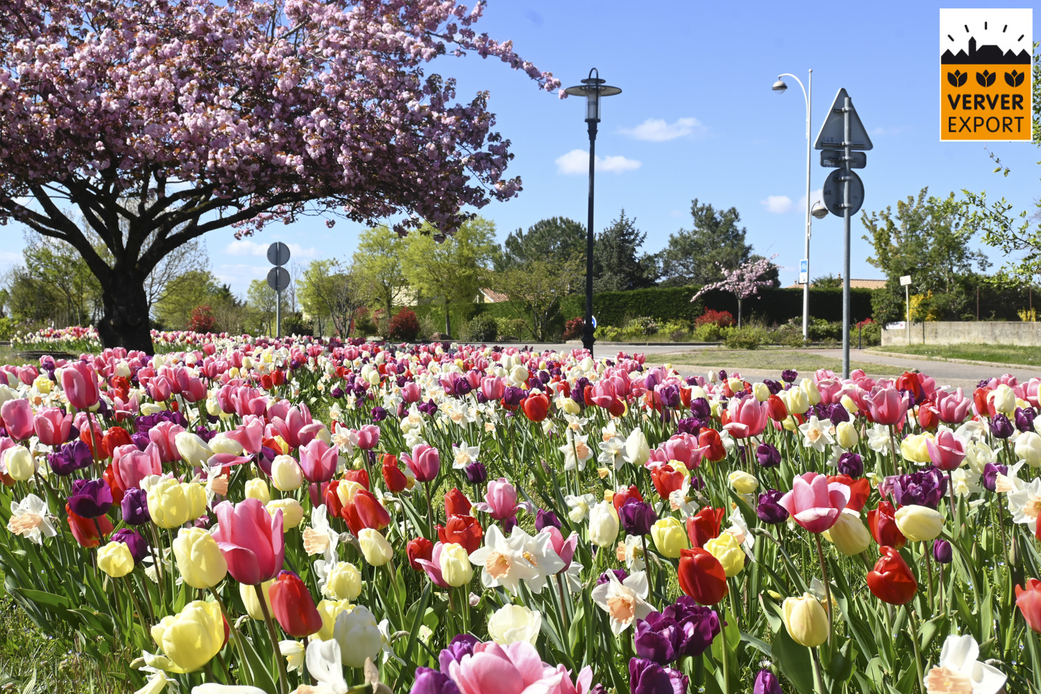 Verver Export machinaal planten