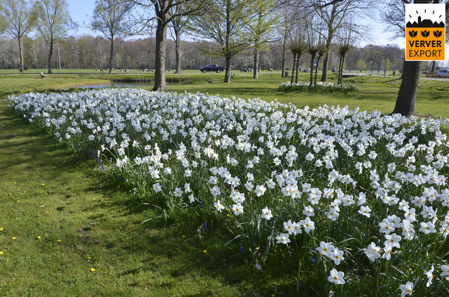 Verver Export machinaal planten