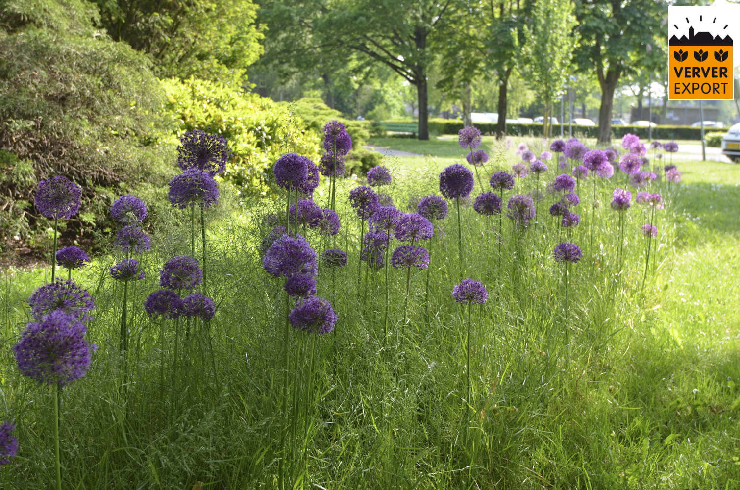 Verver Export machinaal planten