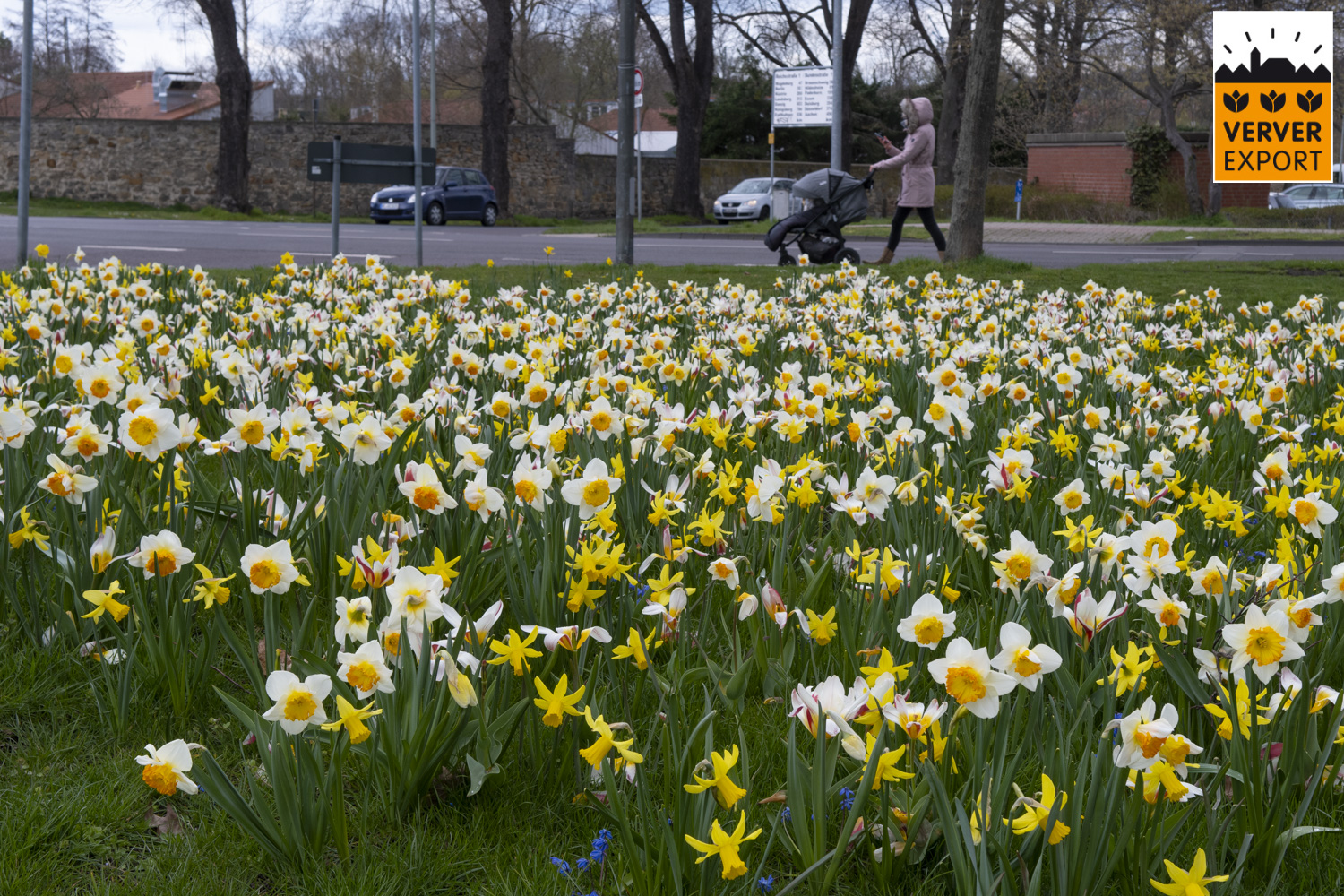 Verver Export machinaal planten