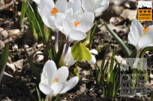 Witte krokus