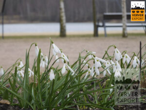 witte sneeuwklokjes