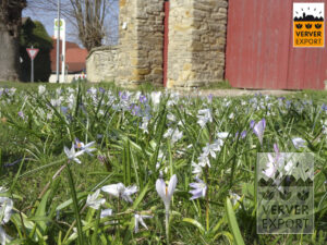 witte krokus