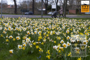 Verver Export Bloemenweides