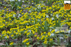 gele krokus