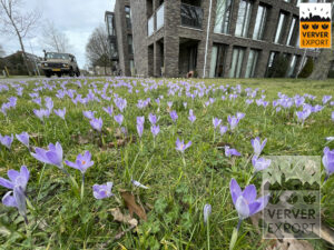 voorjaarsbloei paarse krokus