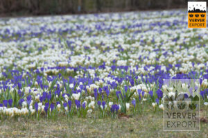 witte en paarse krokus