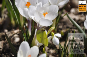 witte krokus