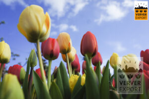 Verver Export tulpen