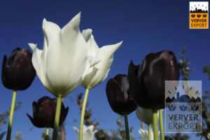 Verver Export tulpen