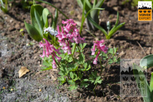 Roze bloem