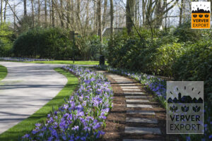 Keukenhof Verver Export