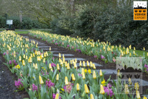 Gele tulpen keukenhof