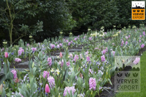 Roze bloemen keukenhof
