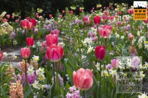 Tulpen Keukenhof