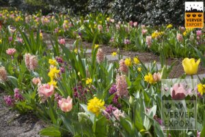 Verver Export Keukenhof