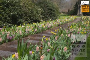 Verver Export Keukenhof