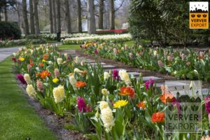 Verver Export Keukenhof