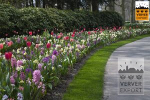 Keukenhof tulpen