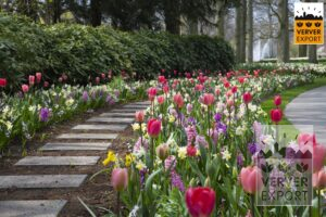 Tulpenmix Keukenhof