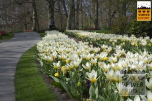 Keukenhof Verver Export