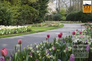 Verver Export Keukenhof