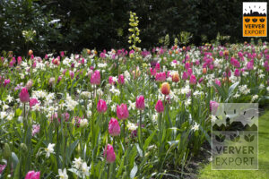 Bloemen keukenhof