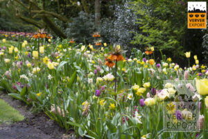 Bloemen keukenhof