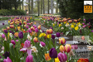 Tulpen keukenhof