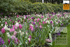 Tulpen keukenhof