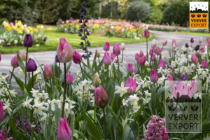 Tulpen keukenhof
