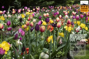 Tulpen keukenhof