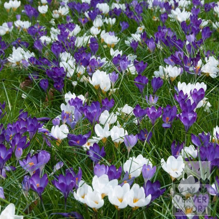 Kits 'Nature' © (11190) - Afbeelding 2