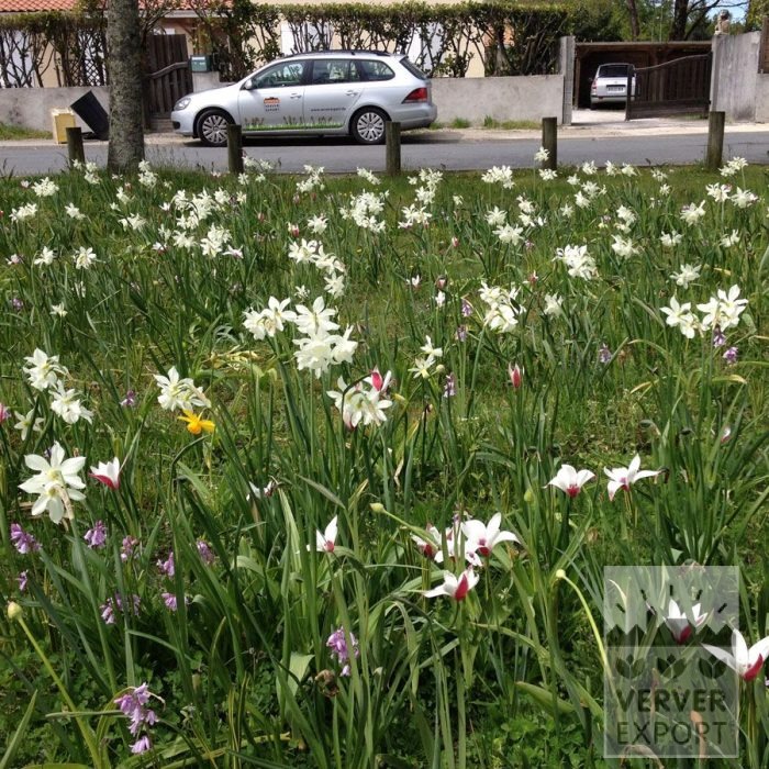 Kits 'Flora Music' © (11316) - Afbeelding 4