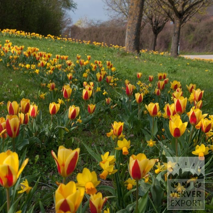 Kits 'Prima Kemnather Frühling' © (11320) - Afbeelding 3