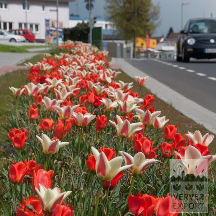Kits 'Prima Kemnather Frühling' © (11320) - Afbeelding 4