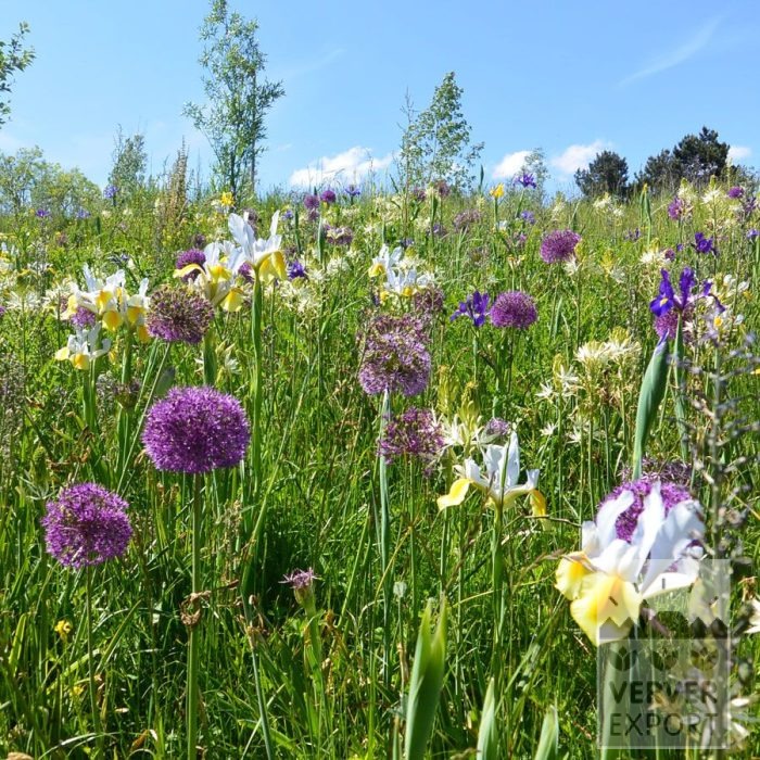 Kits 'Flora Livry-Gargan' © (11381) - Afbeelding 4