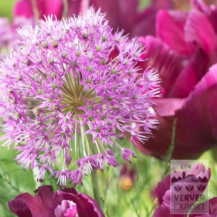 Kits 'Prima Blumberg' © (11649) - Afbeelding 3