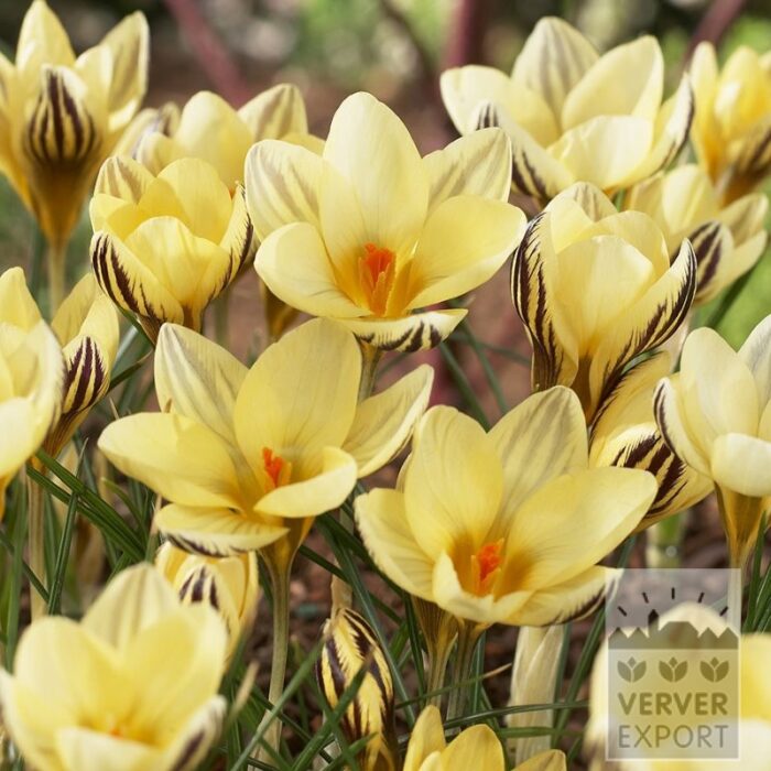 Krokus chrysanthus 'Gipsy Girl' (14028)