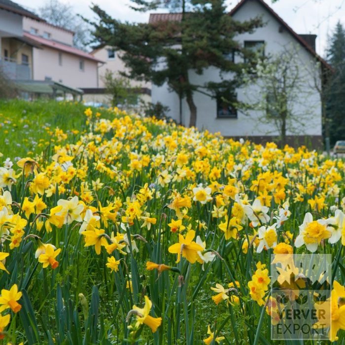 Kits 'Kit Narcisses' © (17003) - Afbeelding 2