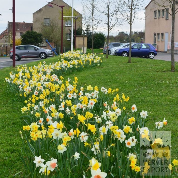 Kits 'Kit Narcisses' © (17003) - Afbeelding 3
