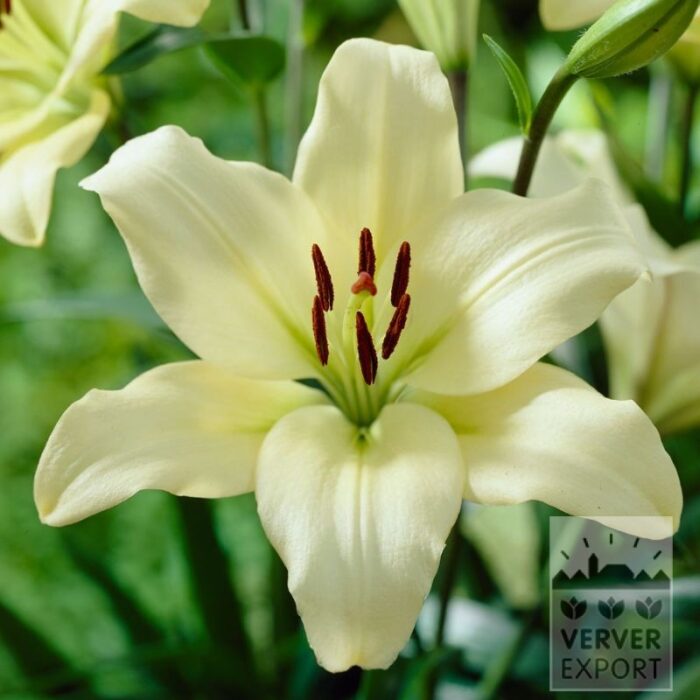 Lilium 'Courier' (24088)