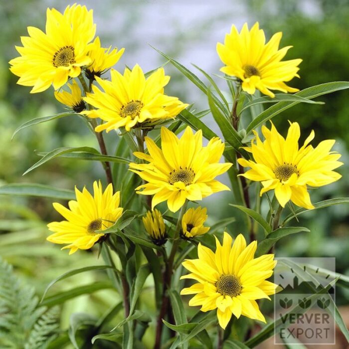 Helianthus tuberosus (28026)