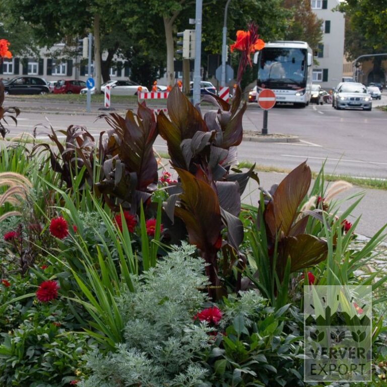 Zomer Tram Verver 'Rouge Rumble' © / 5 m² (29302) - Afbeelding 2