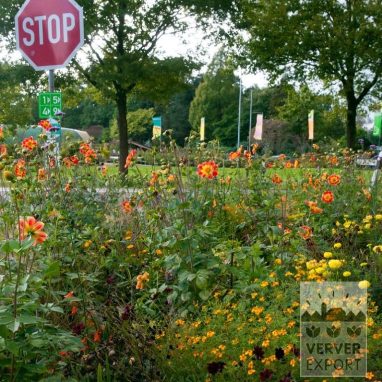 Zomer Tram Verver 'Jaune Jumping' © / 5 m² (29305) - Afbeelding 2