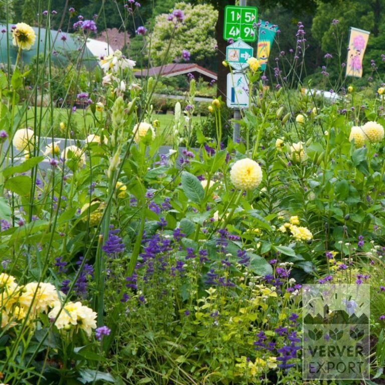 Zomer Tram Verver 'Lemon and Lime' © / 5 m² (29313)